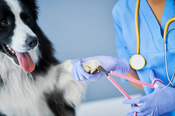 Kvinnlig veterinär skär klor och undersöka en hund på kliniken — Stockfoto