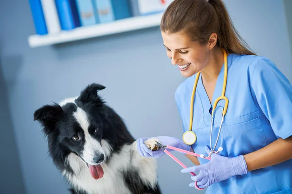Veterinário feminino cortando garras e examinando um cão na clínica — Fotografia de Stock