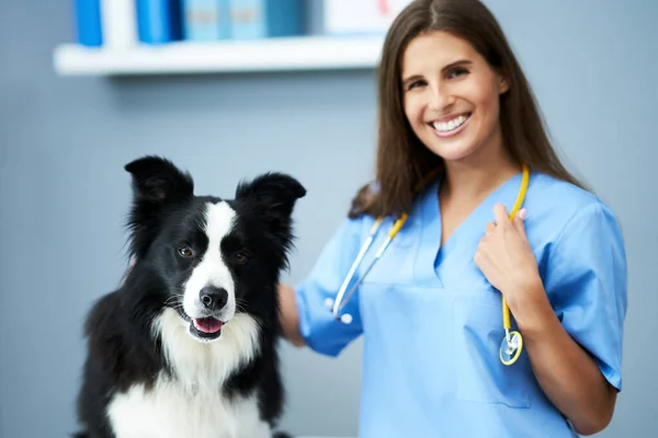 Vétéran féminin examinant un chien en clinique — Photo