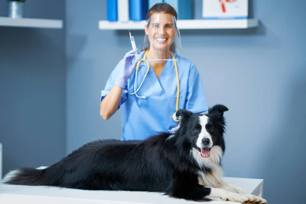 Kvinna veterinär vaccinera en hund på kliniken — Stockfoto