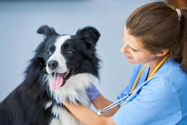 Veterinário feminino examinando um cão na clínica — Fotografia de Stock