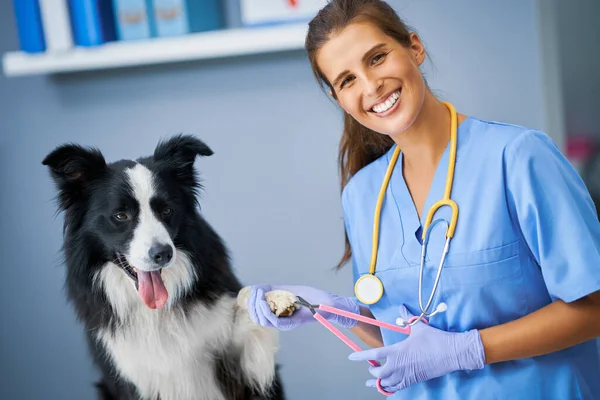 Femme vétérinaire coupe griffes et examen d'un chien à la clinique — Photo