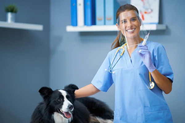 병원에서 개에게 예방 접종을 하고 있는 암컷 수의사 — 스톡 사진