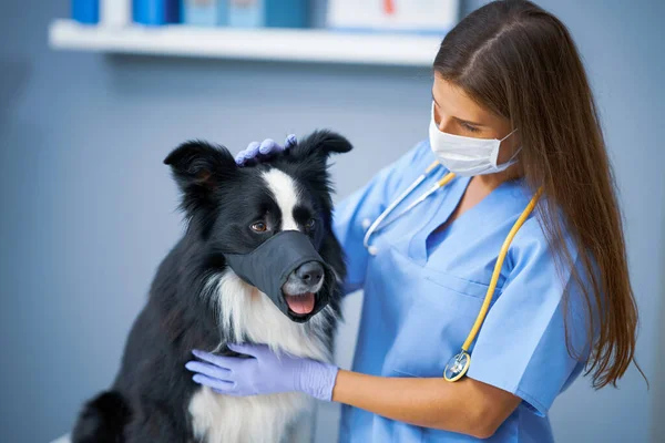 Kadın veteriner klinikte bir köpeği muayene ediyor. — Stok fotoğraf