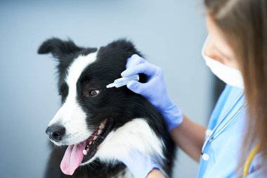 Kadın veteriner klinikte bir köpeği muayene ediyor.