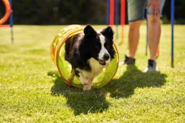 Sınır çoban köpeği ve çeviklik tarlasında bir kadın