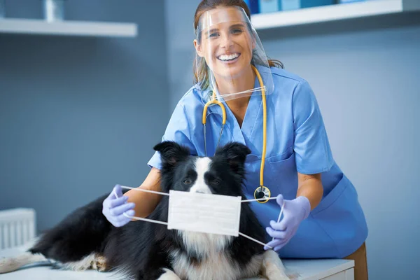 암컷 수의사가 병원에서 개를 진찰하고 있다 — 스톡 사진