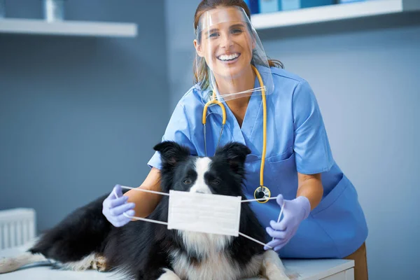 Veterinaria che esamina un cane in clinica — Foto Stock