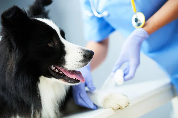 Kvinnlig veterinär som behandlar skadade tassar på kliniken — Stockfoto