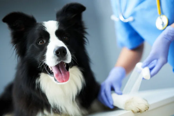 Kvinnlig veterinär som behandlar skadade tassar på kliniken — Stockfoto