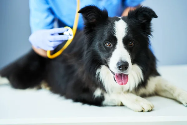 Kvinnlig veterinär undersöker en hund på kliniken — Stockfoto