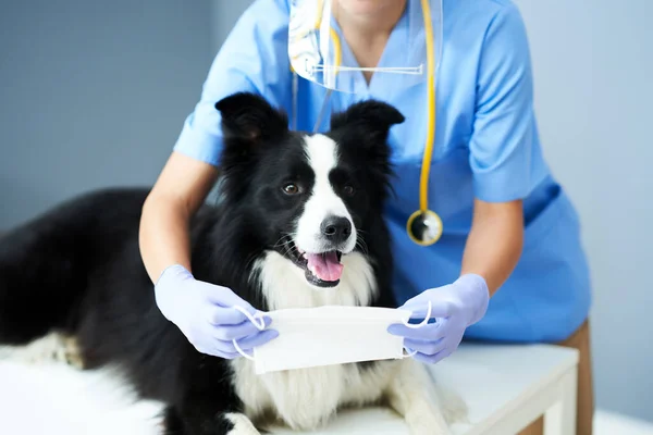 Veterinaria femenina examinando a un perro en la clínica — Foto de Stock