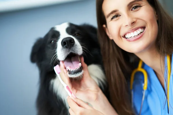 Női állatorvos vizsgálja a kutya a klinikán — Stock Fotó