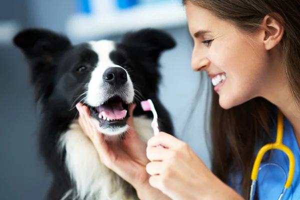 Kvinnlig veterinär undersöker en hund på kliniken — Stockfoto
