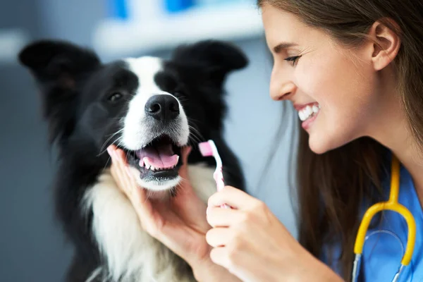 Veterinário feminino examinando um cão na clínica — Fotografia de Stock