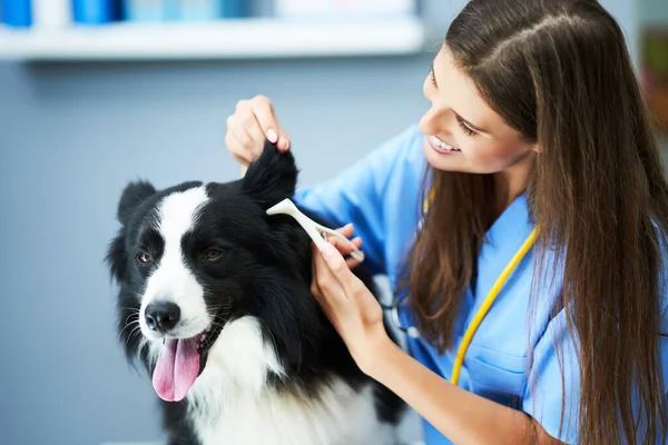 Veterinário feminino examinando um cão na clínica — Fotografia de Stock