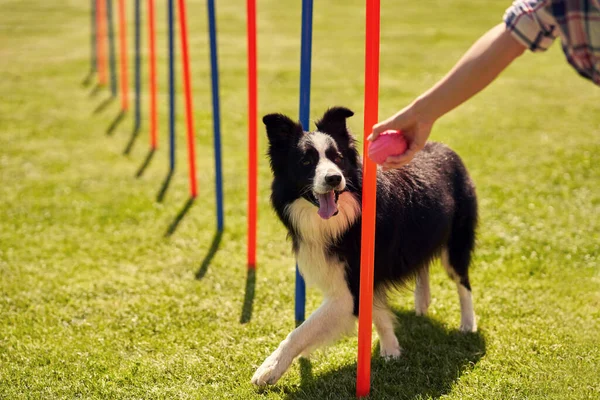 Cão de collie de fronteira e uma mulher em um campo de agilidade — Fotografia de Stock