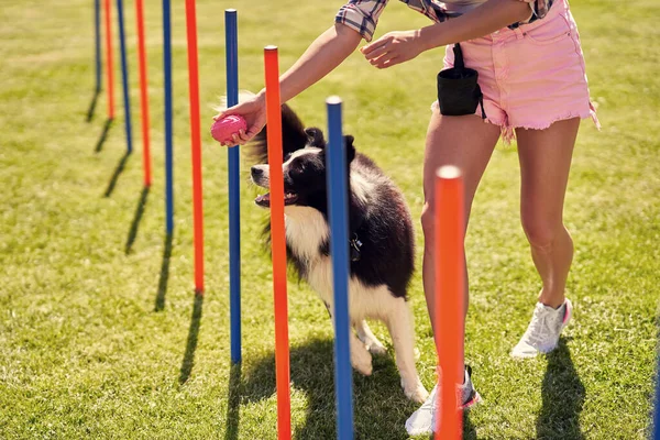 Border Collie perro y una mujer en un campo de agilidad —  Fotos de Stock