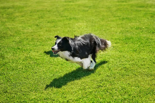 Border collie cane in esecuzione su un campo di agilità — Foto Stock