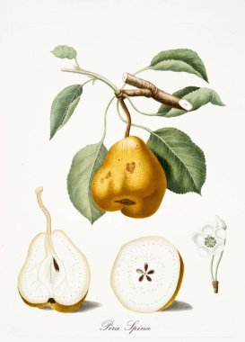 Isolated Pear clipart