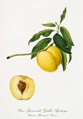 Sarı elma şekilli şeftali