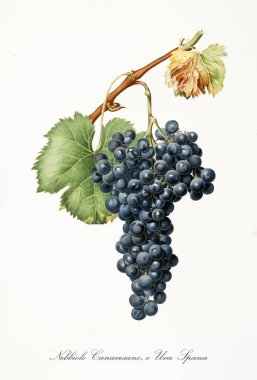 Nebbiolo grapes clipart