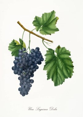 Lagrima Dolce (sweet tear) grapes clipart