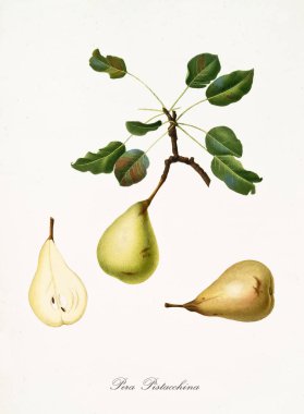 pistacchina armudu