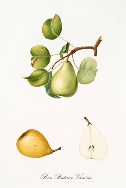 Butirra Vernina armudu