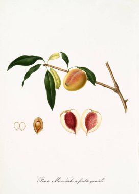 Badem şekilli şeftali