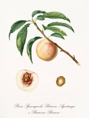 Baharatlı şeftali.