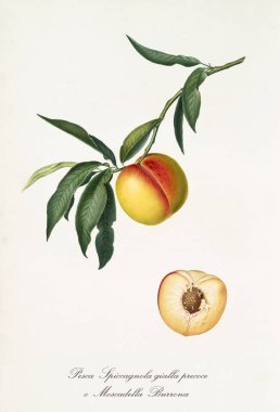 Sarı Baharatlı Şeftali