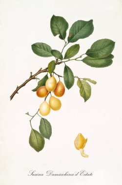 Yaz şafağı eriği.