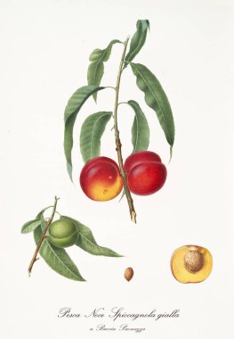 yuvarlak kırmızı şeftali