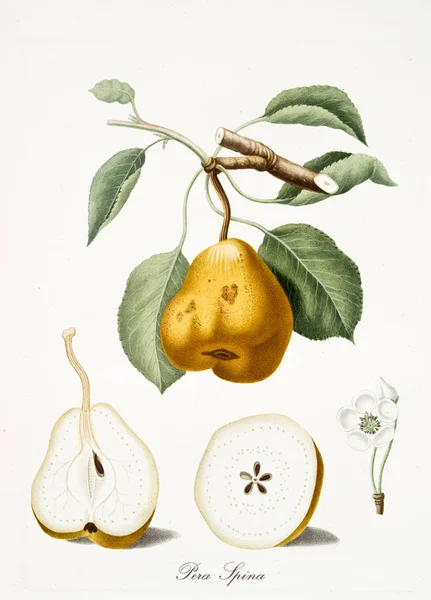 孤立的梨子 — 图库照片