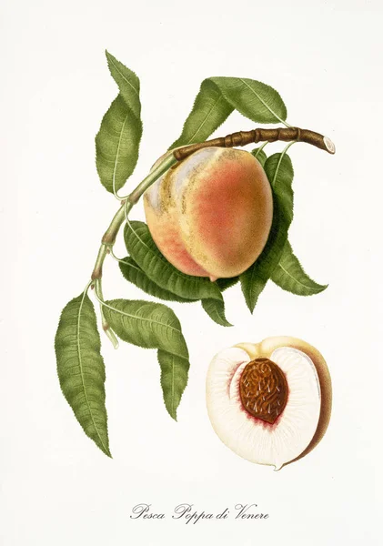 Венера цицьки персик — стокове фото