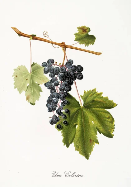 Vindruvor för vinframställning — Stockfoto