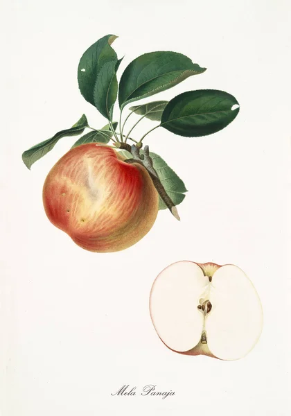 Jablko panaja — Stock fotografie