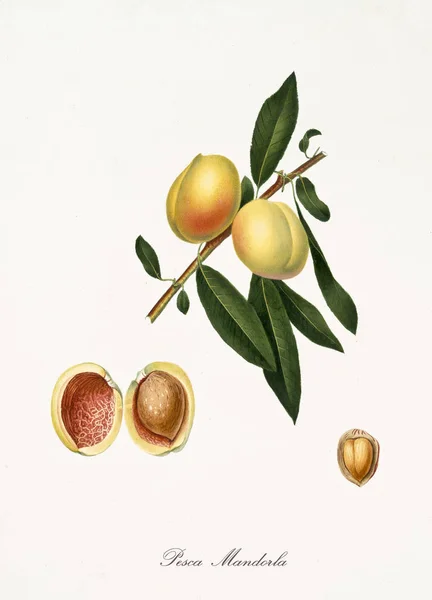 Мигдалеподібний персик — стокове фото