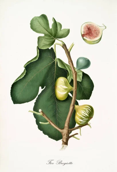 Brogiotto fig — Stock fotografie