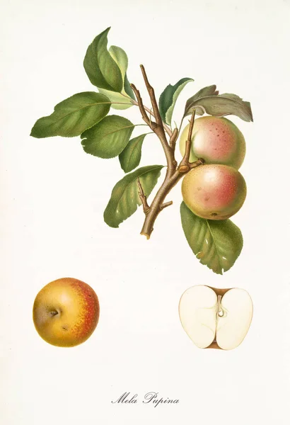 Пупинское яблоко — стоковое фото