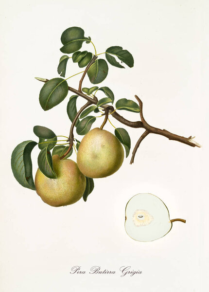 Butirra pear