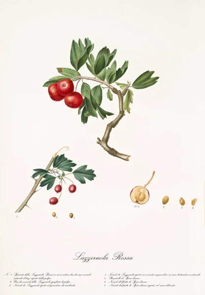 Červené ovoce azarole — Stock fotografie