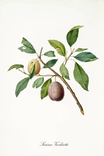 Yellow and brown plum — Stock Photo, Image