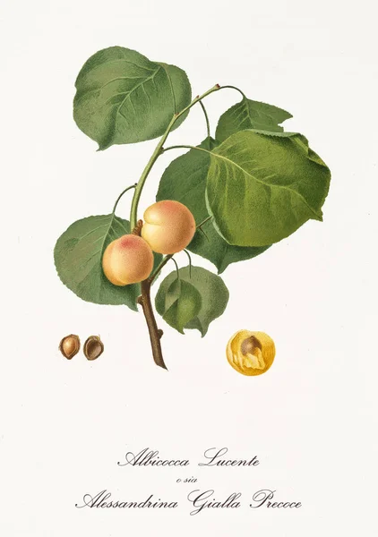 Округлий жовтий абрикос — стокове фото