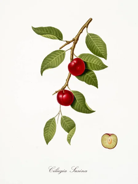 Cherry plum Стоковое Изображение