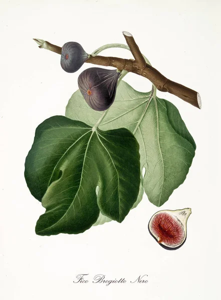 Brogiotto negro fig. Fotos de stock libres de derechos