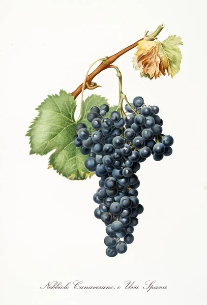 Nebbiolo grapes Royalty Free Stock Images