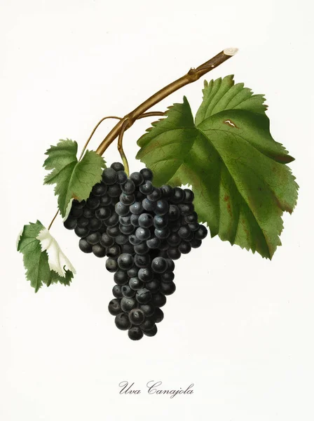 Canajola grapes Stock Photo