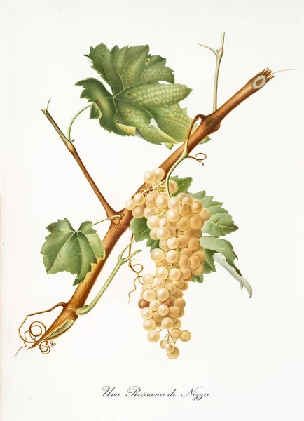 Rossana di Nizza uvas Imagen de stock